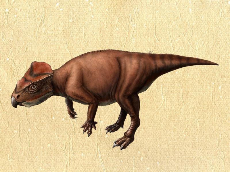 Japonya'da keşfedilen otçul dinozor, ismini cücelerden aldı