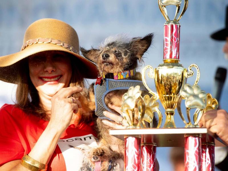 Dünyanın En Çirkin Köpeği sahibine 3 bin dolar kazandırdı Independent