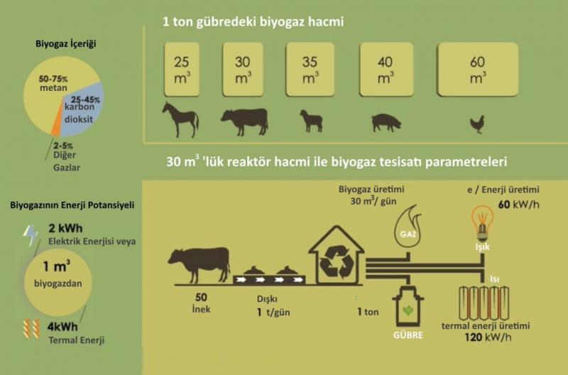 Şekil 3 - Hayvan türüne bağlı olarak biyogaz üretimi.jpg