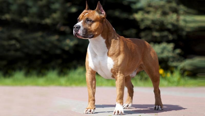 American-Staffordshire-Terrier-990d.jpg