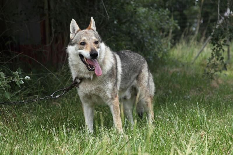 czechoslovakian-wolfdog-attached-to-a-chain-610316500-57ffee7e3df78cbc28956d2b.jpg