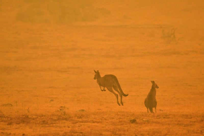 Kangurular AFP.jpg