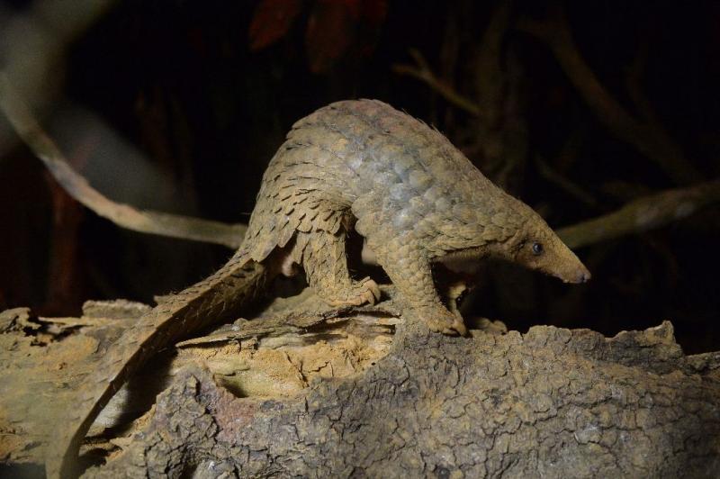 pangolinAFP.jpg