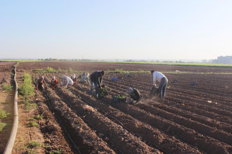 Şanlıurfa- Yasaktan muaf tutulan tarım çiftçiler sabahın erken saatlerinde tarlarlalrında çalışmaya başladı.jpg