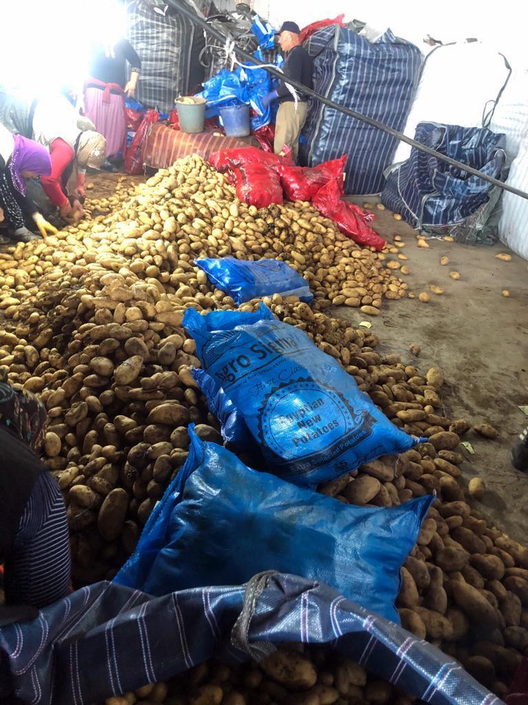 dag sampanya igneler saat nigde toptan patates fiyatlari digirolamoantonina com