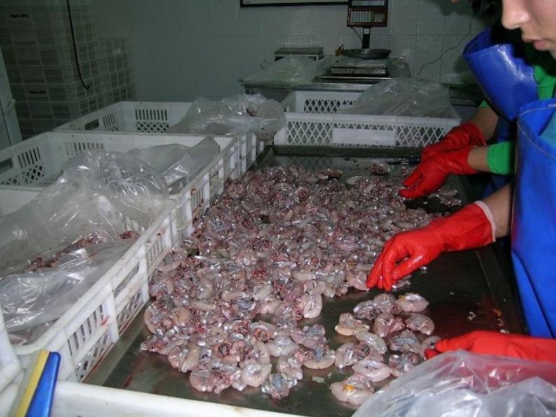 frogs-being-processed-for-market-turkey.jpeg