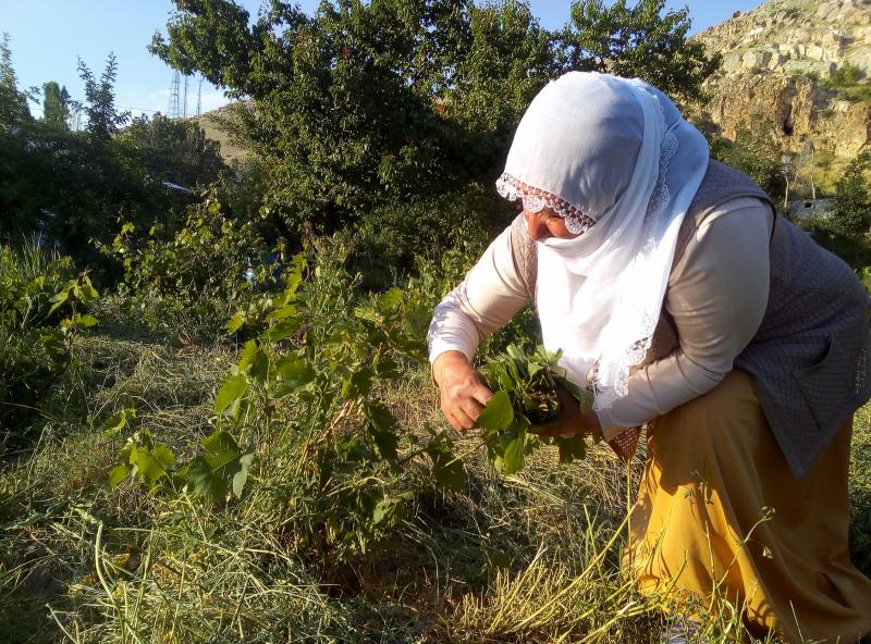 3 bin yıllık tarihi üzüm, halen geçim kaynağı oluyor (10).jpg
