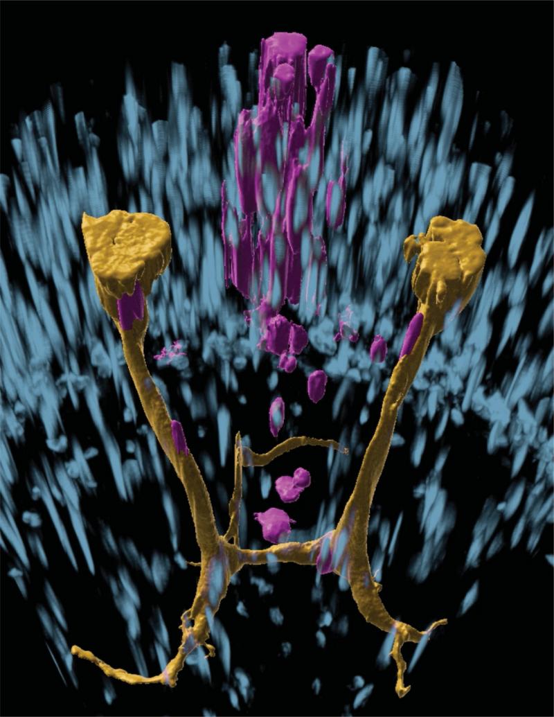 Referans Scimone ve Atabay, Reddien Lab Science cover 1.jpg