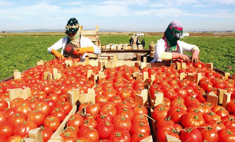 Üreticiler ve uzmanlar yanıtladı Bu kış gıdayı dolarla mı alacağız