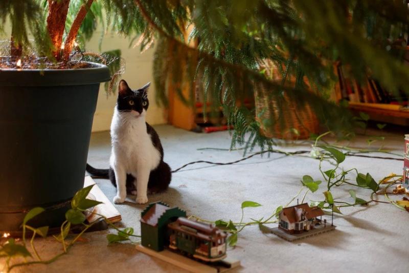 kedi.jpg