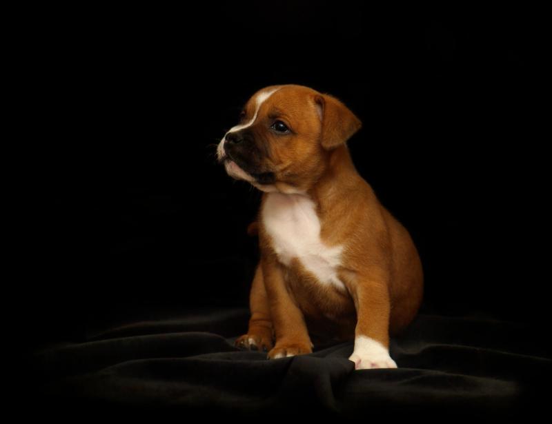 puppy-2166763_1920.jpg