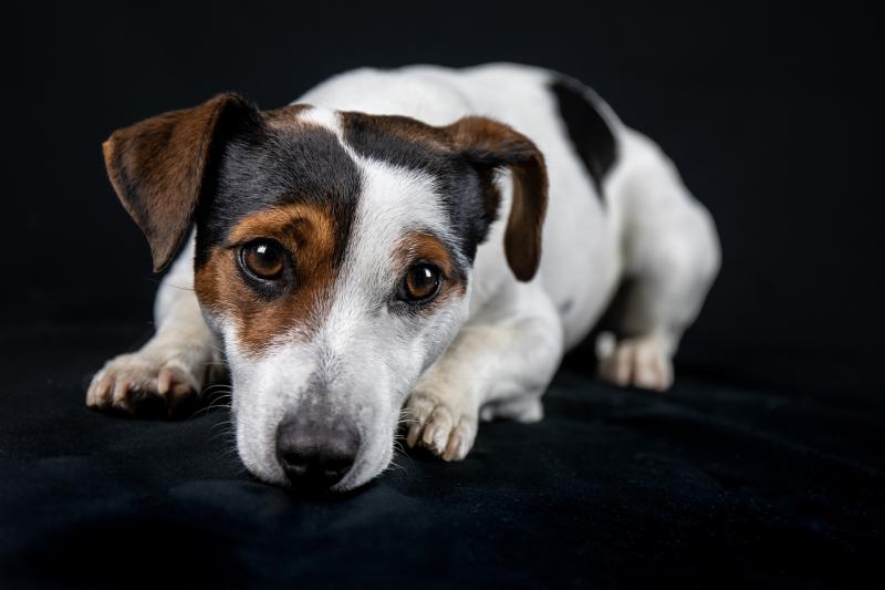 jack-russell-3855427_1920.jpg