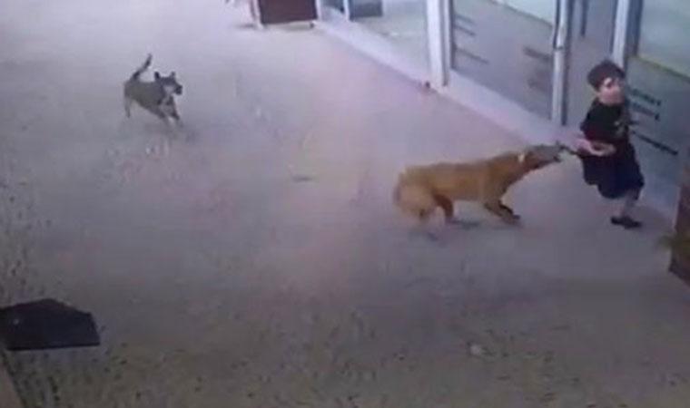 köpeksaldırıları.jpg