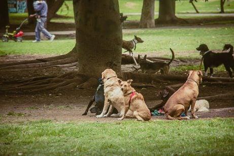 köpektürleri.jpg