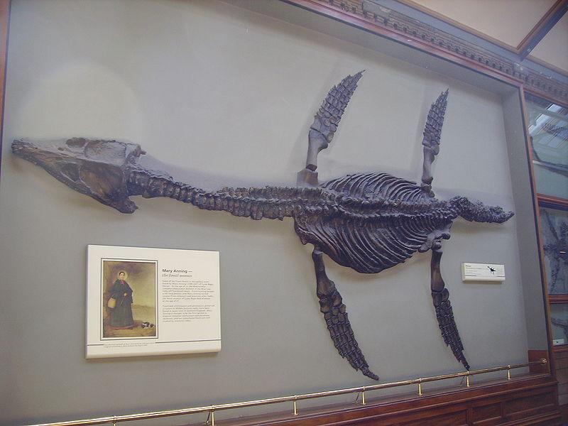 800px-Rhomaleosaurus_&_Mary_Anning_plaque_NHM.jpg