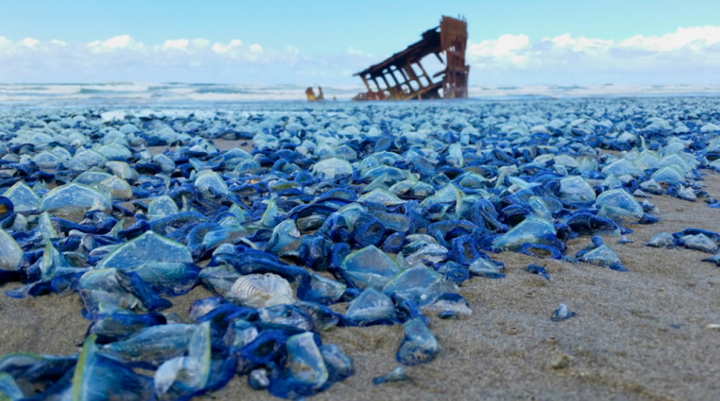 kiyiya vuran milyonlarca mavi denizanasi cesedinin sirri cozuldu independent turkce