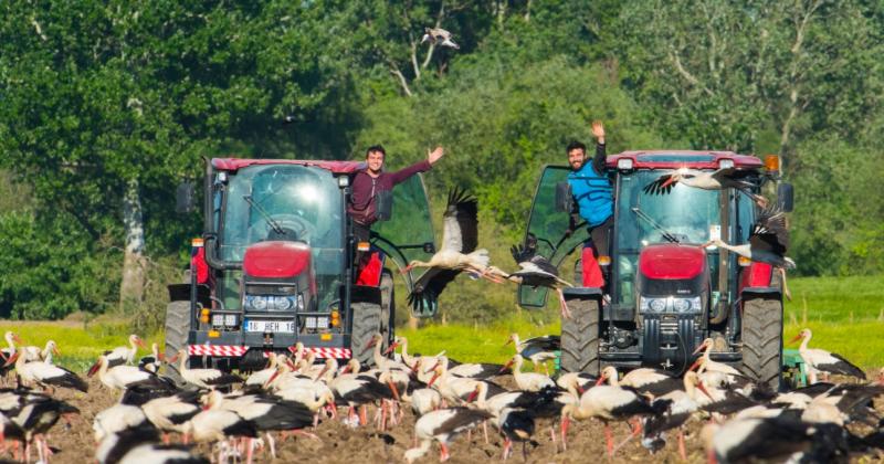 Halkalı leylekler istihbarat çiftçiler Foto Alper Tüydeş.jpg