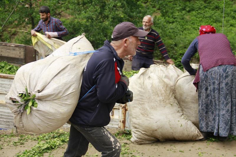 Çay üreticisi Foto: Eren Dağıstanlı