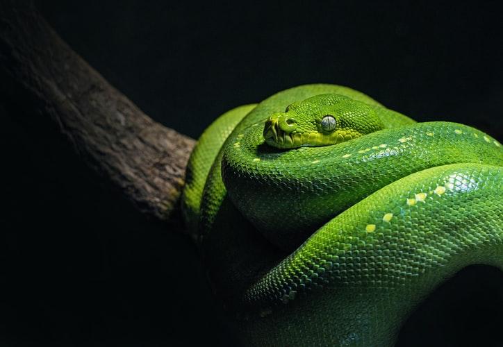 yılan.jpg