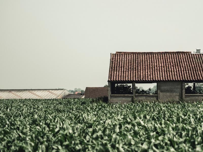 tütün unsplash