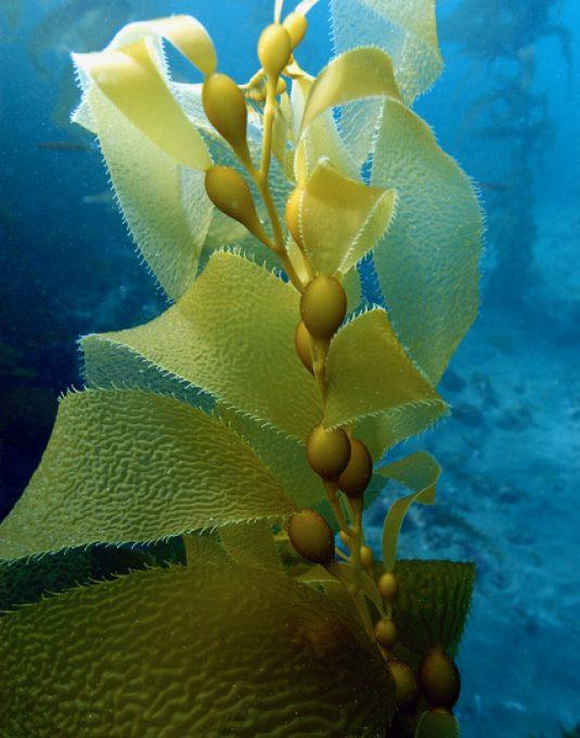 kelp yosunu