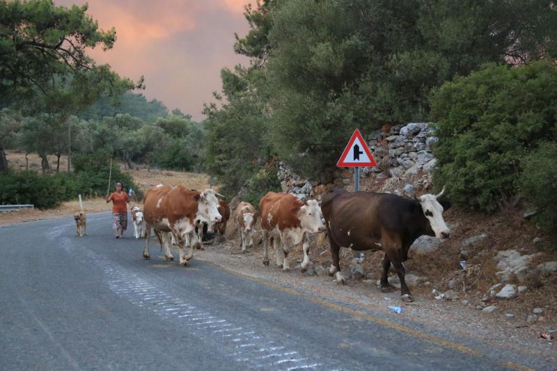 yangın hayvanlar hayvan AA