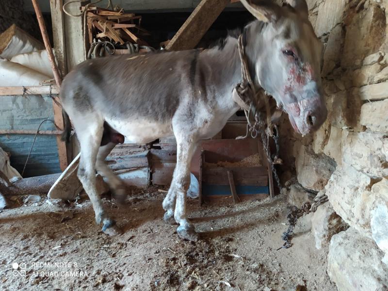 eşek hayvan Fotoğraf: Twitter/@ANTALYA_TOM
