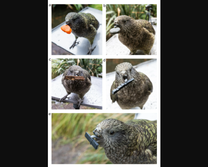kea.png kea.png