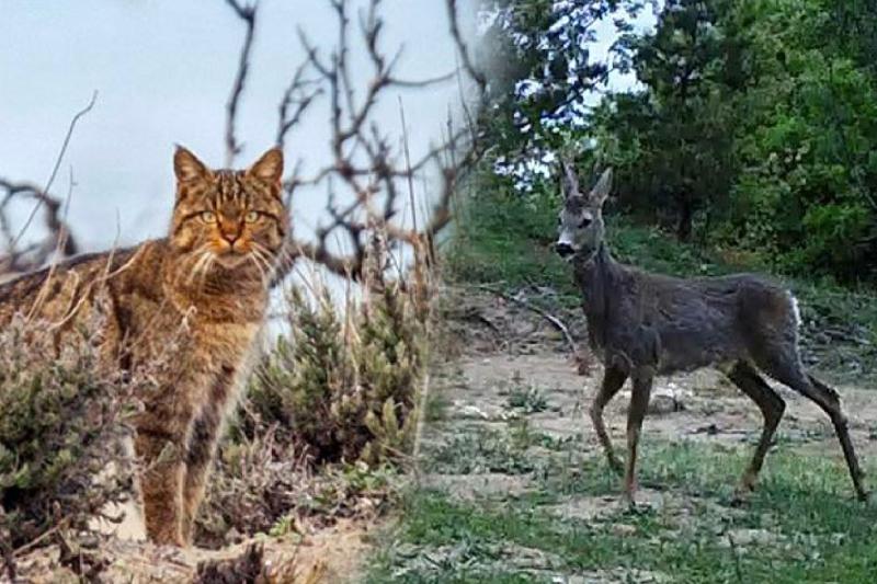 kedikaraca.jpg