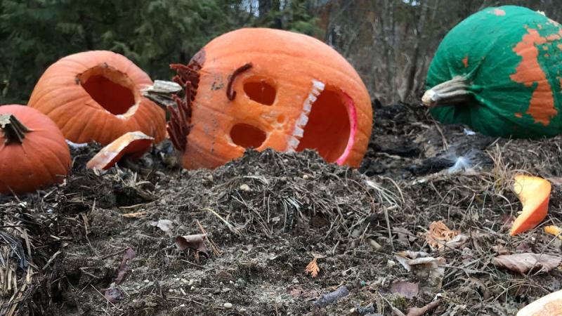 pumpkin-compost.jpeg