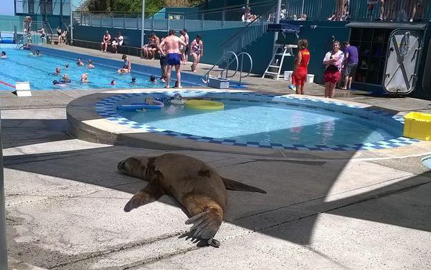eight_col_SEALION_WP_20150117_001.jpg