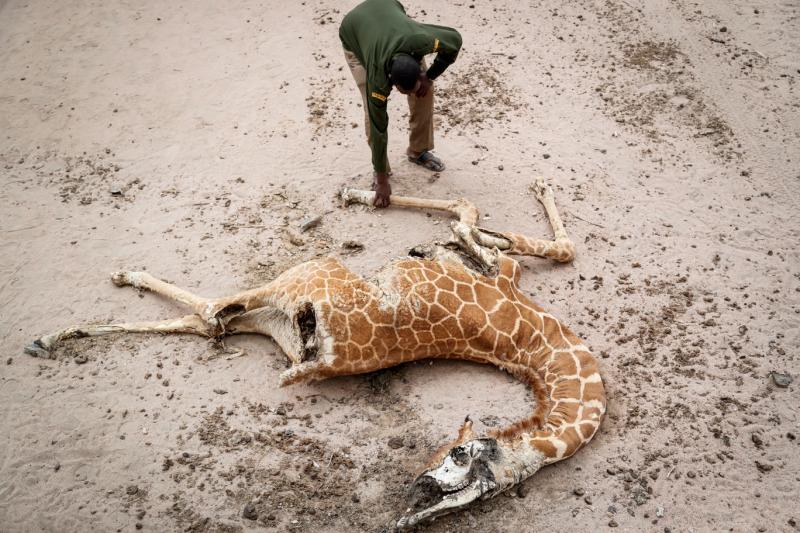 Kenya çürüyen zürafa (AP).jpg