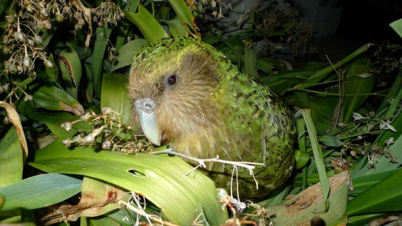 kakapo.jpg