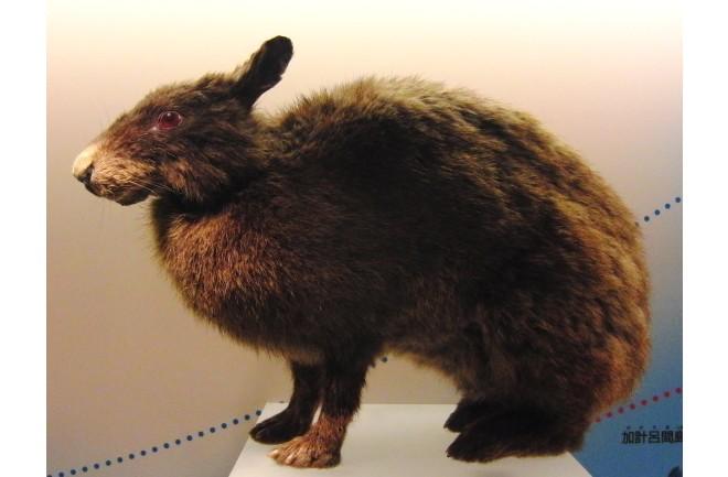 Amami_rabbit_Stuffed_specimen.jpg