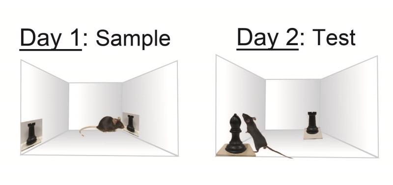 mouse-recall-study.jpg