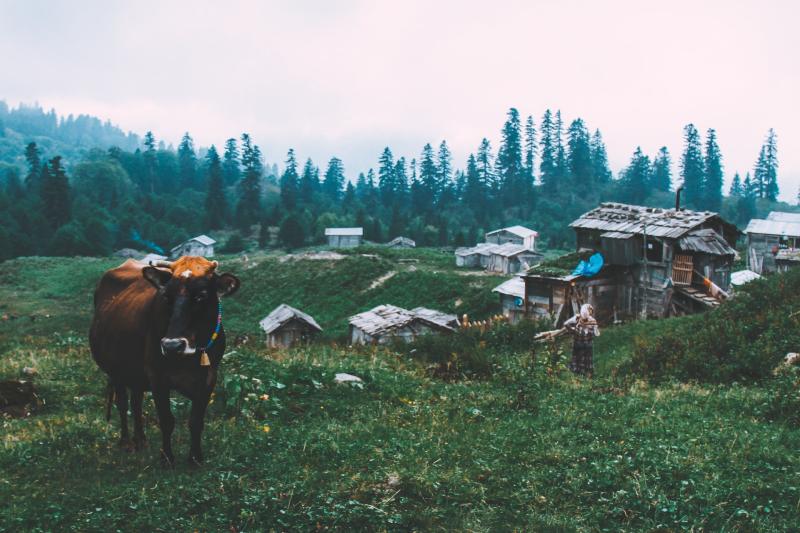 inek büyükbaş artvin hayvancılık unsplash 