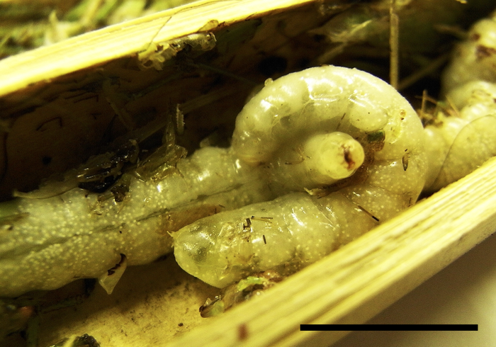 Larva