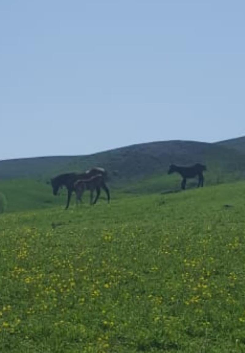 Mezra çayırında atlar.jpg