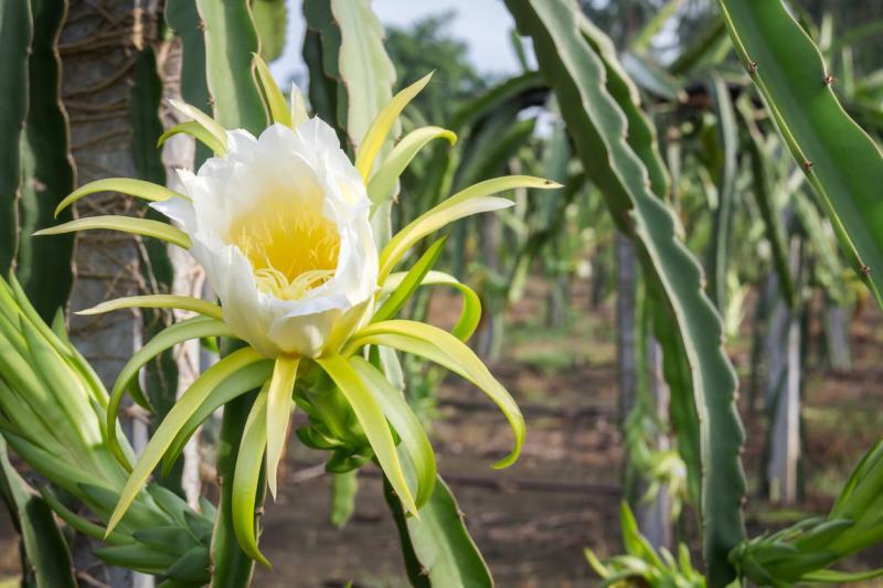 dragon-flower-1.jpeg