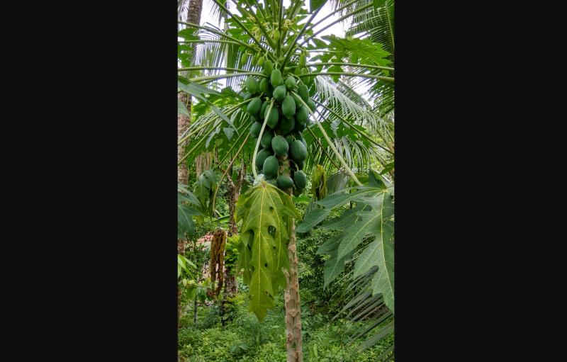 papaya ağacı