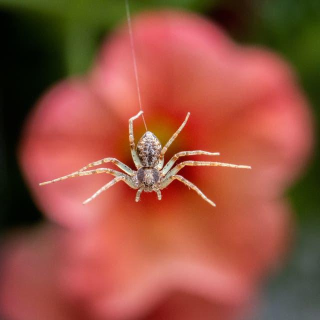 Birleşik Krallık'tan bir örümcek