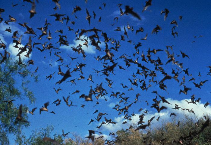 Bats_may_transfer_Rabies_Virus.jpg