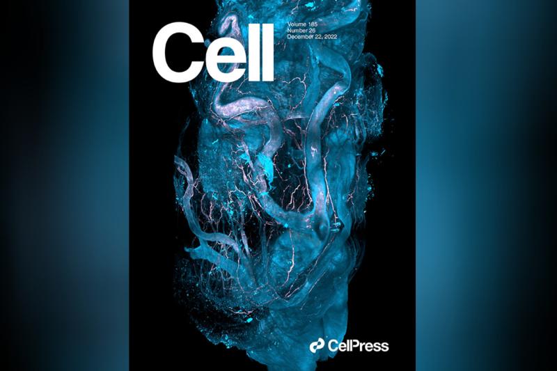 Cell.jpg