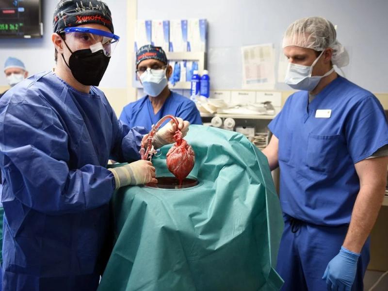 domuzdan insana ilk kalp nakli yapıldı.jpg