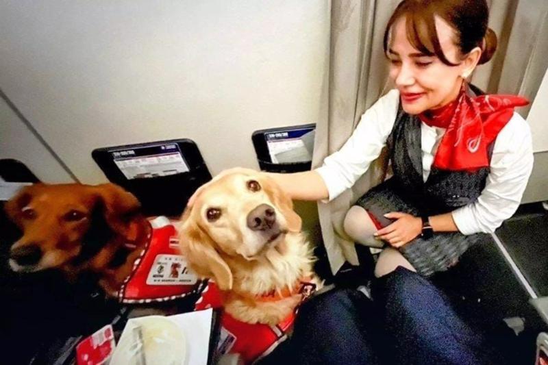 Kahraman köpekler