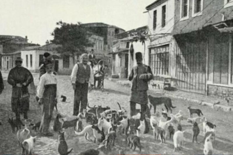 Osmanlı'da kediler 2.jpg