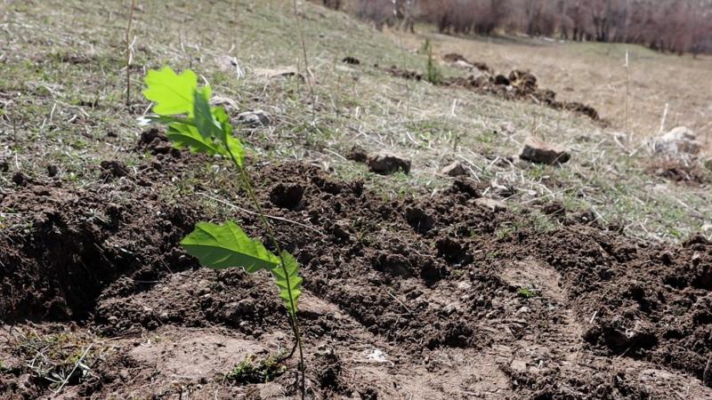 Toprakla buluşturulan yüzlerce fidan, deprem bölgesine adandı.jpg
