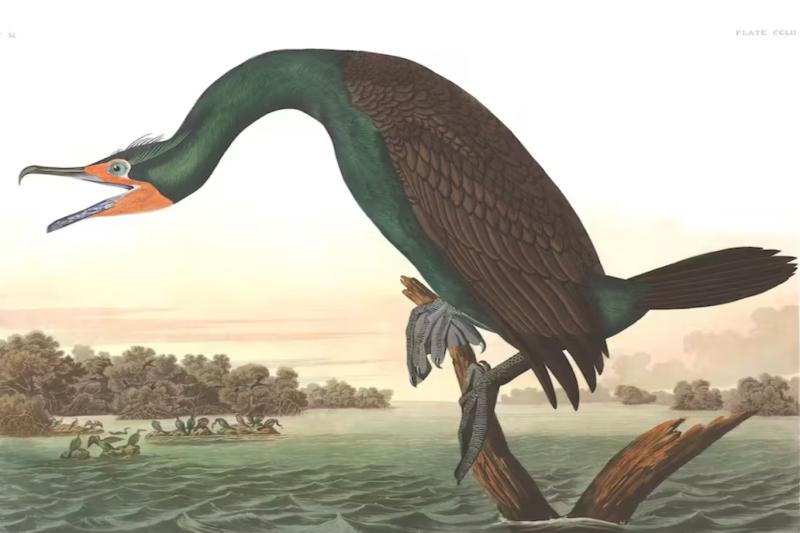 National Audubon Society.jpg