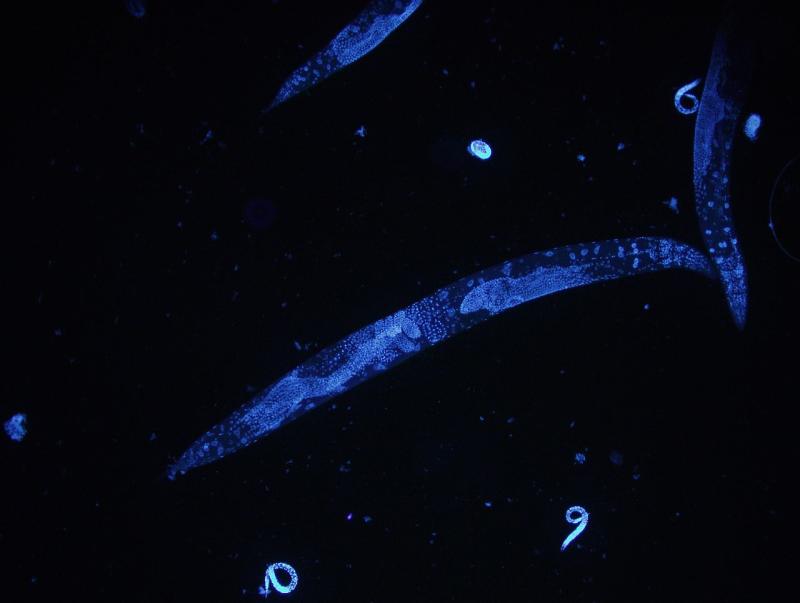 Caenorhabditis_elegans_DAPI.jpg Caenorhabditis_elegans_DAPI.jpg