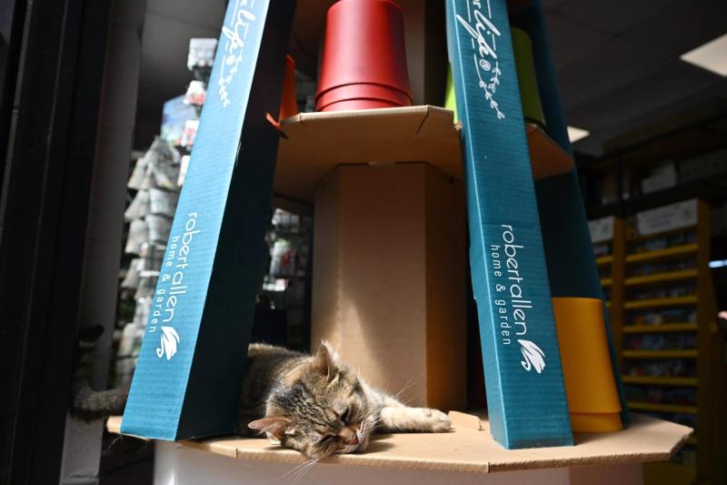 Kedi